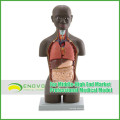 Teaching Models Plastic Human Torso Anatomy with Removable Organs